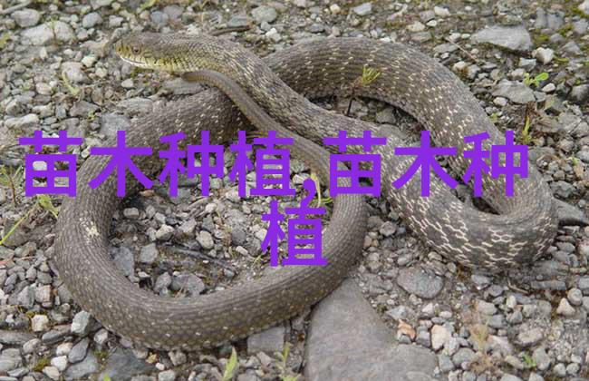 榆树种子的采集